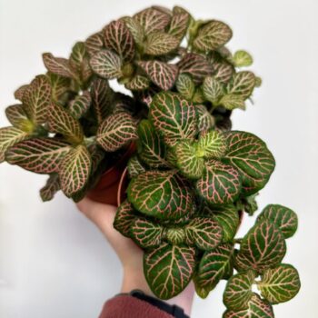 Fittonia Nerve Plant PINK 8cm pot Houseplants 8cm pot 2