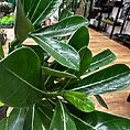 IMG_5910