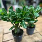 Adenium Obesum Desert Rose 11cm pot