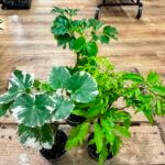 Polyscias Balfouriana Evergreen Houseplant 6cm pot