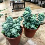 Burros Tail Sedum Burrito Succulent 5cm pot