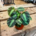 Begonia Cleopatrae Maple Leaf Begonia 5cm pot