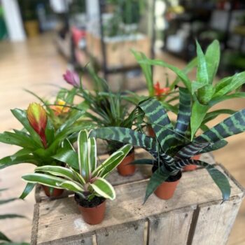 Bromeliad Guzmania Colourful Selection 5cm pot Houseplants air plant