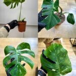 Variegated Monstera Albo Imperfect Small Plants
