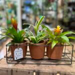 Rustic Triple Terracotta Planters Metal Frame for 7.5cm pots