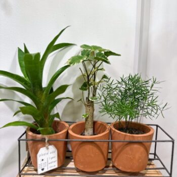 Rustic Triple Terracotta Planters Metal Frame for 7.5cm pots Plant Accessories 7.5cm planter 2