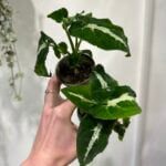 Syngonium Wendlandii Arrowhead Plant in 6cm pot