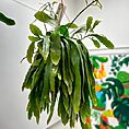 IMG_6425-EDIT