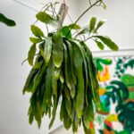 Rhipsalis Ramulosus Red Coral Cactus 21cm pot