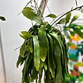 IMG_6427