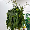 IMG_6430