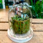 Glass Cloche Dome Wood Base