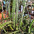 IMG_6703-EDIT