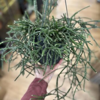 Rhipsalis Pilocarpa Hairy Stemmed Cactus 17cm pot Houseplants cactus