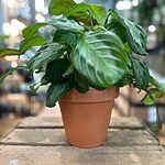 Rustic Terracotta Planter 14.5cm pots