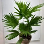 Livistona Rotundifolia Fan Palm in Decorative Pot 17cm