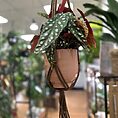 IMG_6768