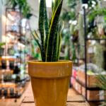 Glazed Yellow XL Large Planter for 22cm pots