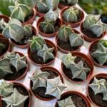 Astrophytum Myriostigma Bishop Hat Cactus 5cm pot