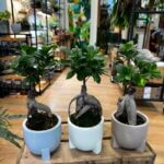 Bonsai Tree Ficus Ginseng in 11cm Ceramic Planter