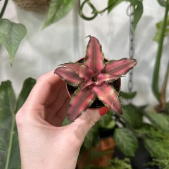Cryptanthus Earth Star 5cm pot Houseplants easy