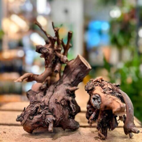 natural grape wood vine