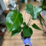 Monstera Deliciosa Cheese Plant 14cm pot