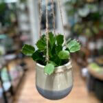 Ceramic Glazed Hanging Planter for 10cm pots
