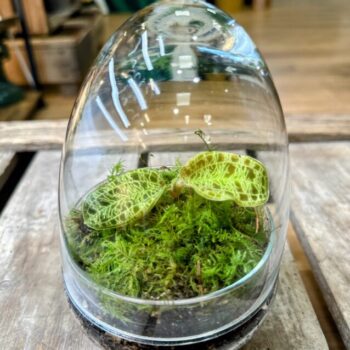 Terrarium Egg Eco-Glass Cloche carpet moss 2