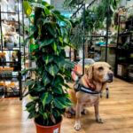 Philodendron Brasil Sweetheart Plant 24cm pot 110cm height