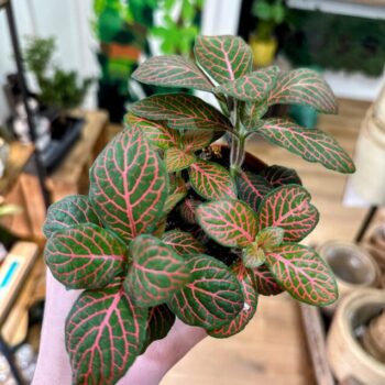 Fittonia Nerve Plant RED 8cm pot Houseplants 8cm pot