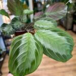 Maranta Silver Band Prayer Plant 12cm pot