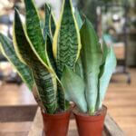Sansevieria Trifasciata Snake Plant 12cm pot