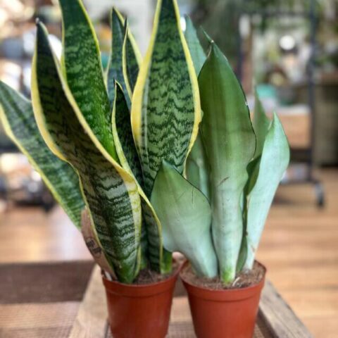 Sansevieria Trifasciata Snake Plant 12cm Pot