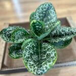 Streptocarpus Pretty Turtle 17cm pot