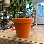 Rustic Terracotta Planter 10cm pot