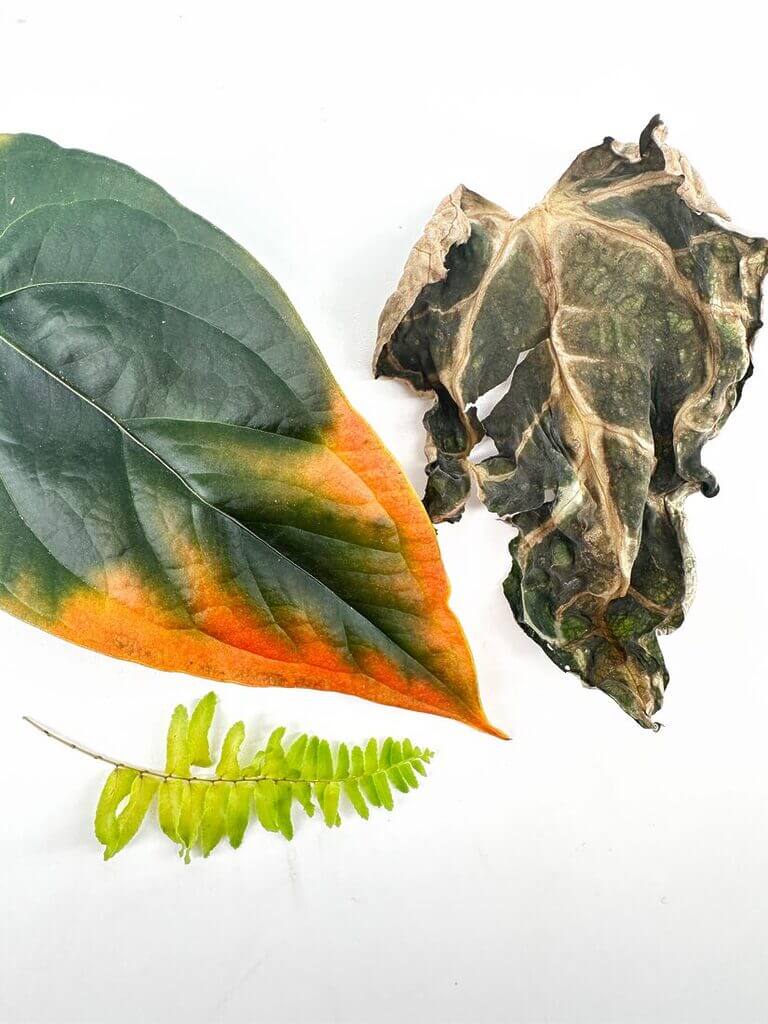 Common Mistakes in Plant Parenthood: Why Your New Plant Might Be Struggling or Dying