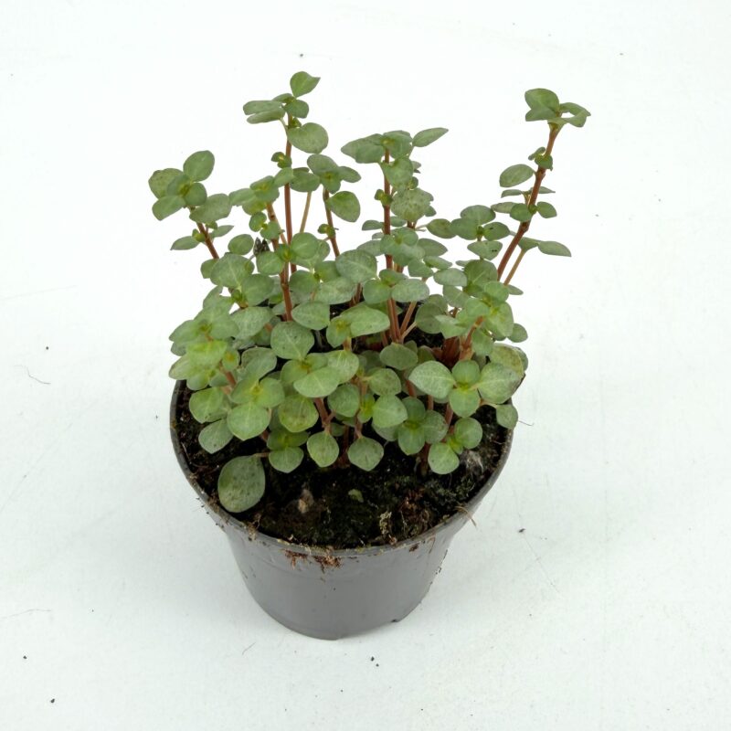 Pilea Glaucophylla Greyzy Silver Sparkles Pilea Glaucophylla Greyzy Silver Sparkles – 6cm