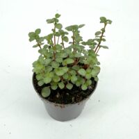 Pilea Glaucophylla Greyzy Silver Sparkles – 6cm