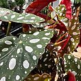 IMG_8886