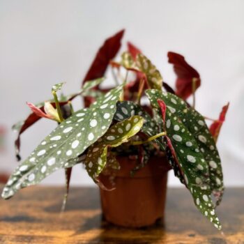 Begonia Maculata Silver Polka Dot 12cm pot Houseplants 12cm plant 2