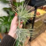 Air Plant Tillandsia Kathy Large