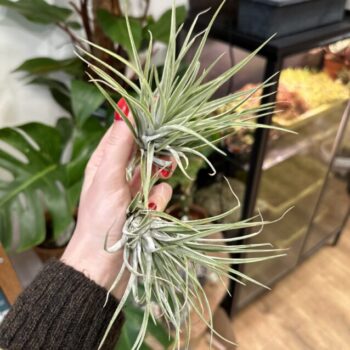 Air Plant Tillandsia Kathy Large Hanging & Trailing airplant