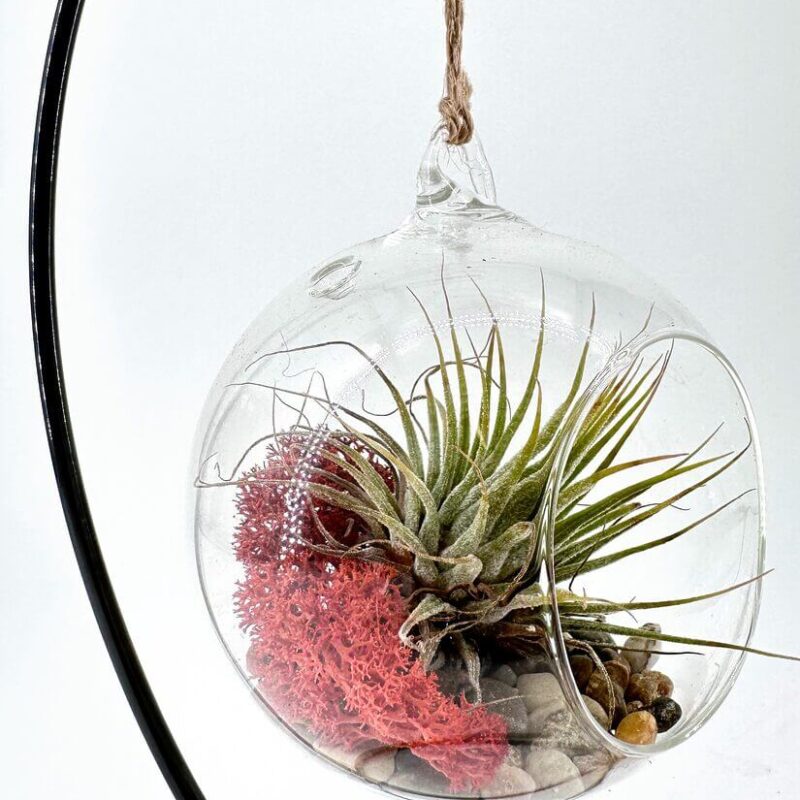 Black Metal Globe Display Hanging glass terrarium with air plant, red moss, and river stones for natural decor.