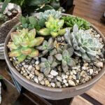 TWMA Private Succulent Garden Workshop WED 10/04/24 8pax