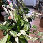 Variegated Aeschynanthus Lobbianus Lipstick Plant 15cm pot