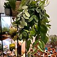 IMG_0015