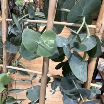 Eucalyptus Cinerea Silver Dollar 12cm pot Houseplants eucalyptus 2
