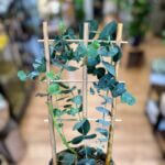 Eucalyptus Cinerea Silver Dollar 12cm pot