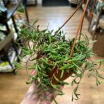 String Of Bananas Purple Flush 12cm pot